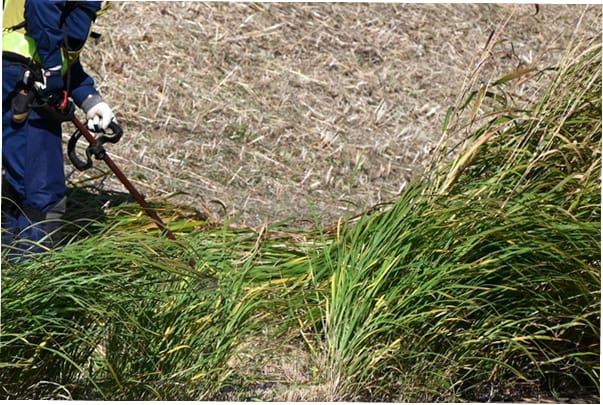 雑草が取り除かれすっきり整備された敷地まわり